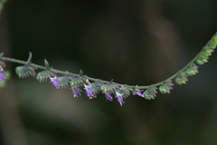 Pogostemon paniculatus